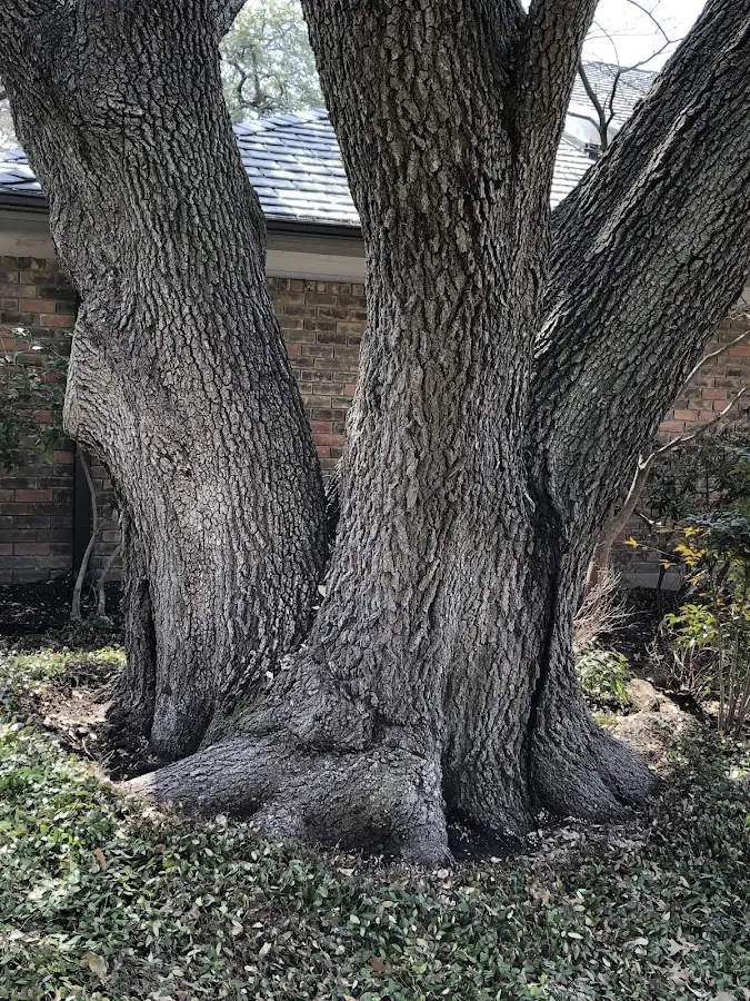 Mature heritage tree close to a Sun City West property cared for by certified arborists